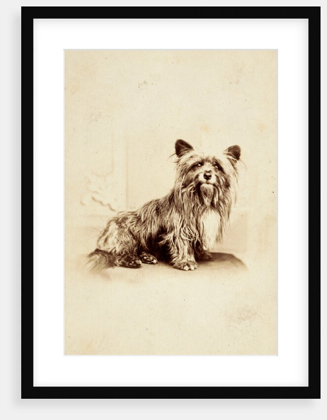 Greyfriars Bobby by Anonymous